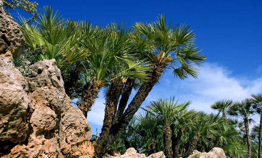 Image 5: Giant Palm Trees