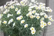 Pair of Giant Marguerite Daisy Trees from £24.99 With Free Delivery (Up to 63% Off) - Image 2
