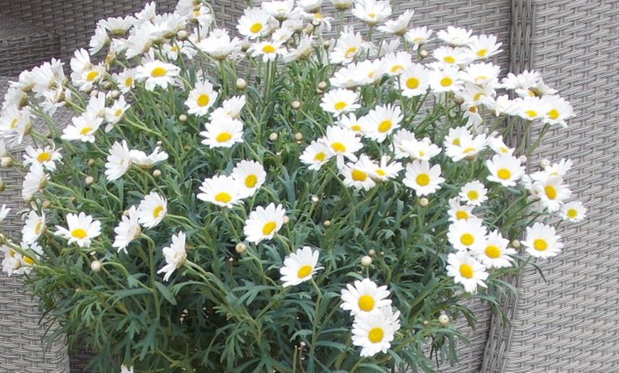 Image 2: Giant Marguerite Daisy Trees