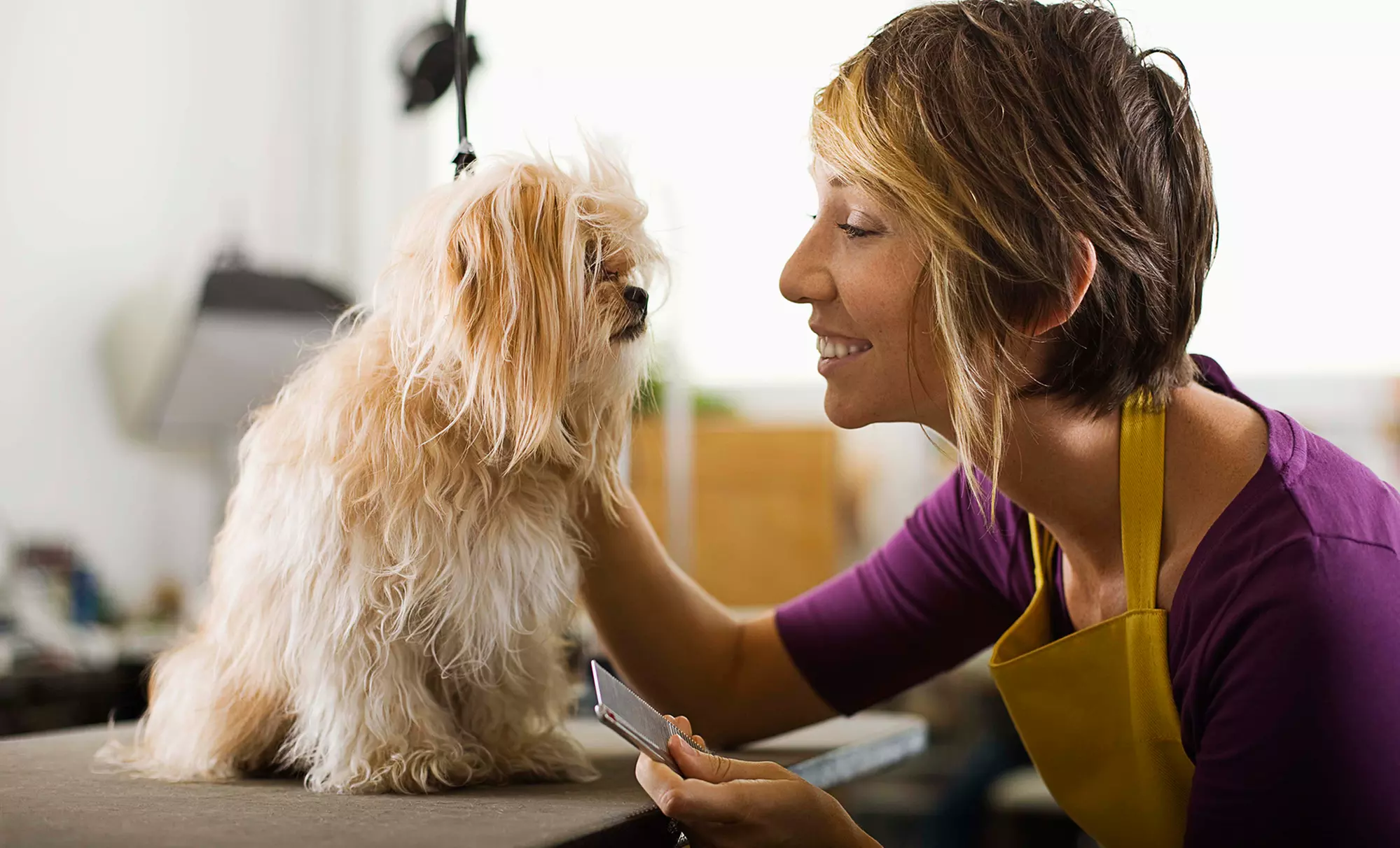 Tidy Up, Bath, or The Works Grooming Packages for a Small, Medium or Large Dog at The Dog Lounge (Up to 65% Off) - Primary Image