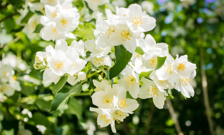 Image 1: Philadelphus Lemoinei Collection