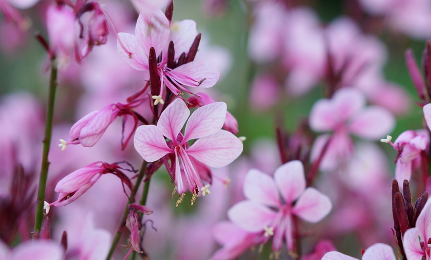 Image 2: Gaura Baby Butterfly Dark Pink 9cm Pot - One or Three Plants