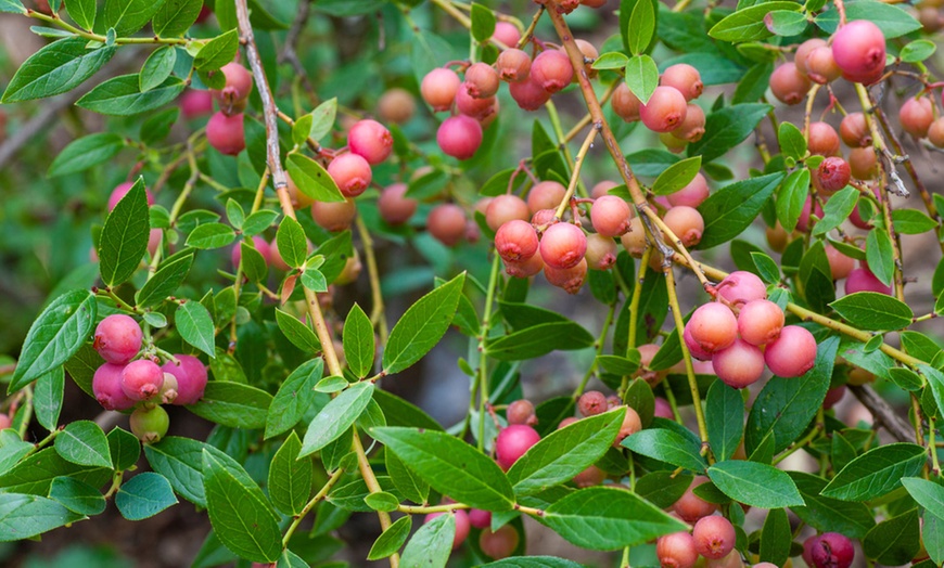 Image 1: 1, 2 or 3 Blueberry Pink Sapphire Plants in 2-Litre Pots
