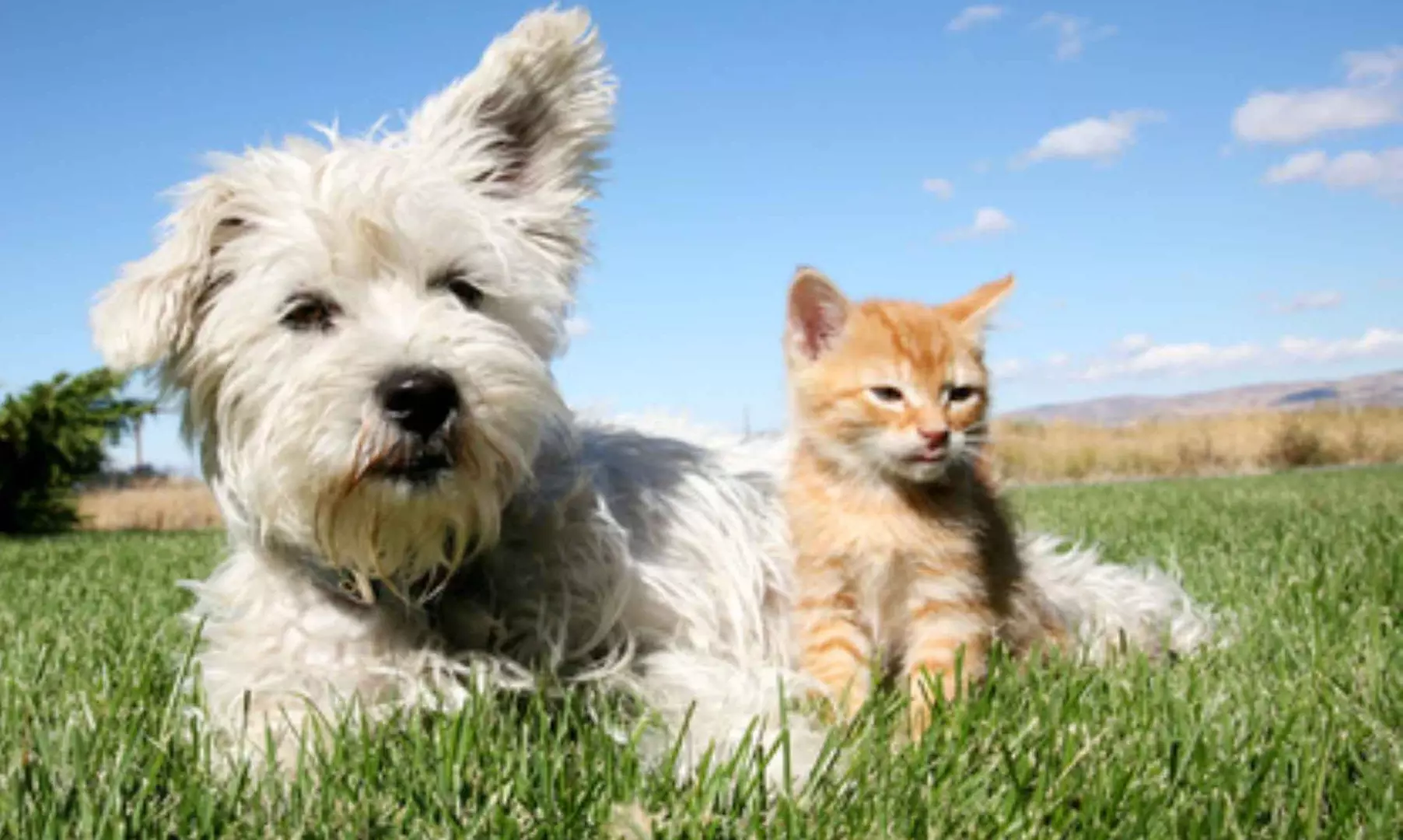 Labor-ANALYSEN von Haustieren