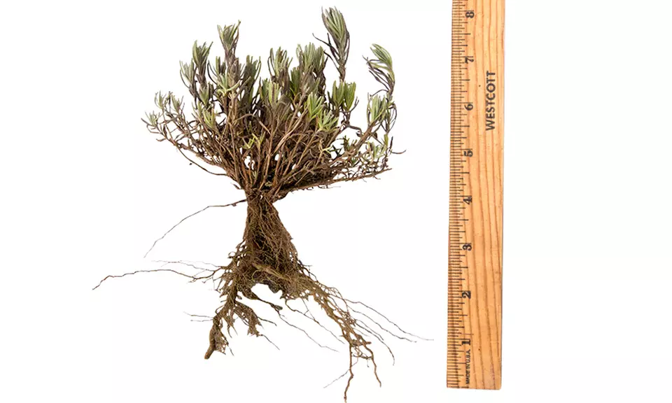 Fragrant English Lavender Bare Root Plants (3-, 6-, or 12-Pack) - Second Medium