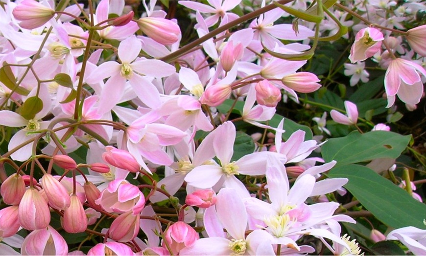 Image 1: Three Evergreen Clematis Plants