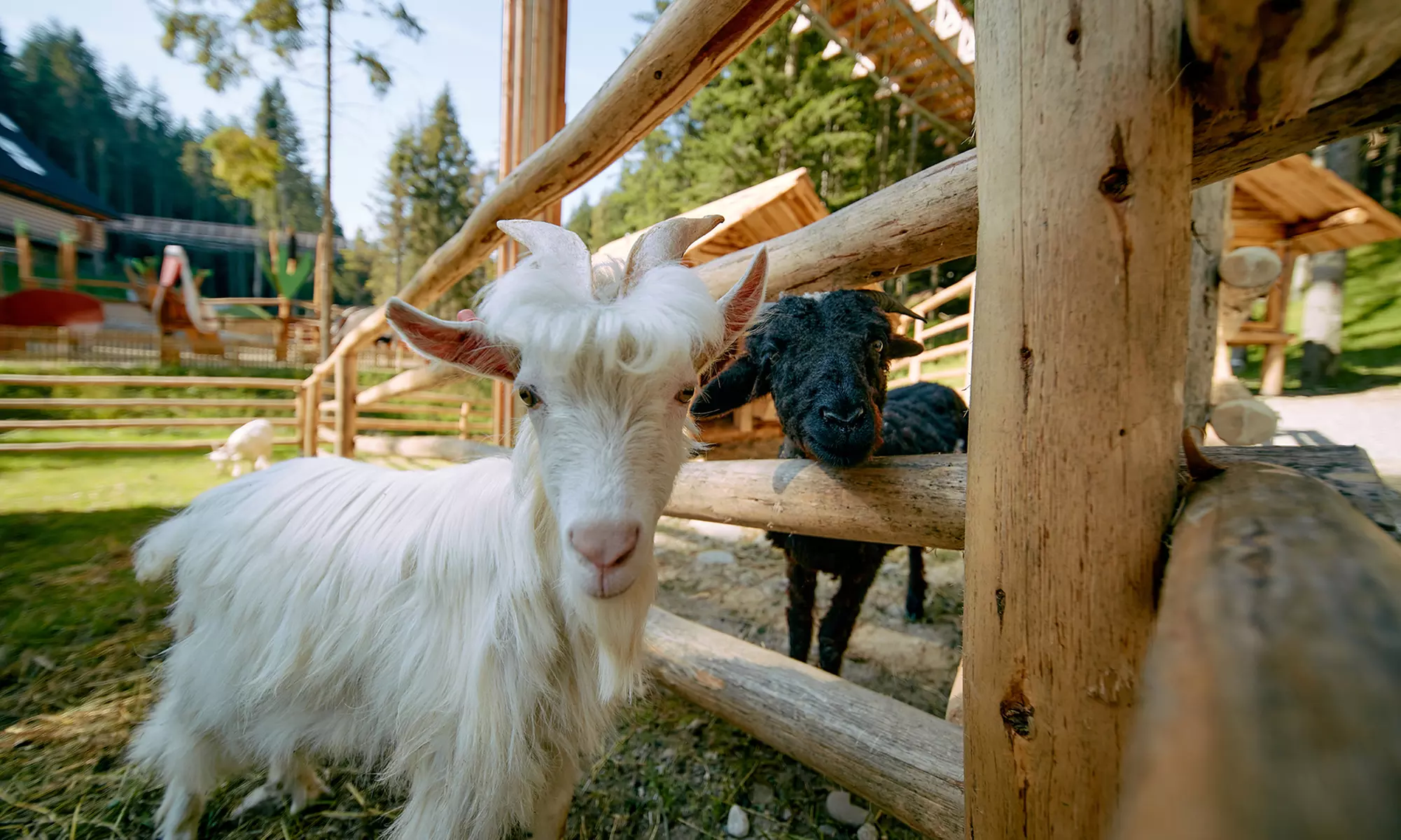 Odkryj magię natury w Centrum Przyrodniczo-Edukacyjnym Brama w Gorce