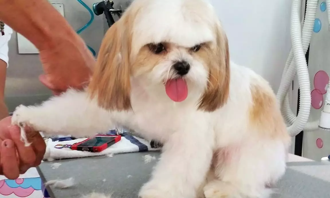 Mobile Nail Trims for Dogs from Alpha Grooming Pet Salon (Up to 50% Off) - Primary Image