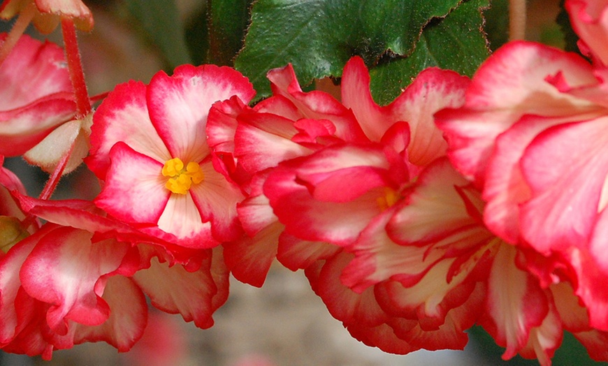 Image 2: Belgian Giant Begonia Tubers