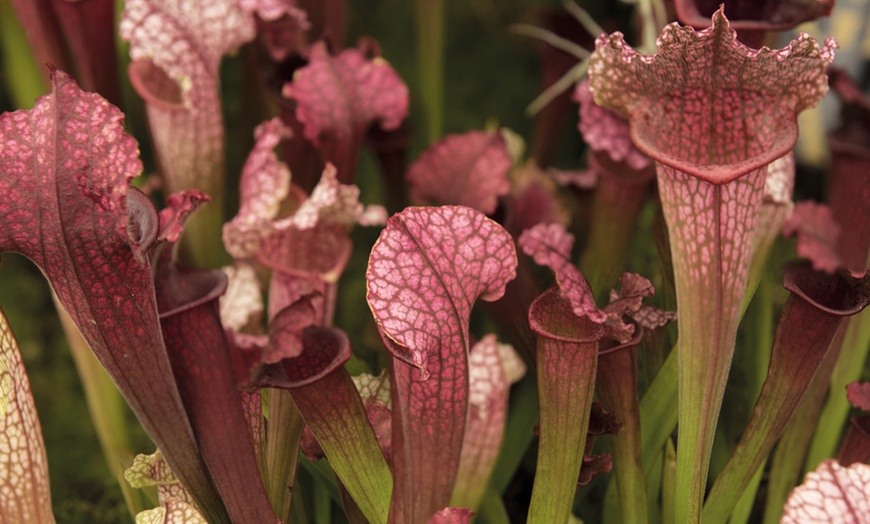 Image 5: Carnivorous House Plants