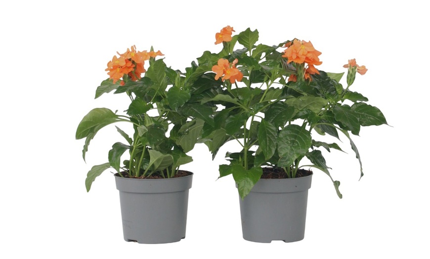 Image 4: Pack of Two or Four Crossandra Fortuna
