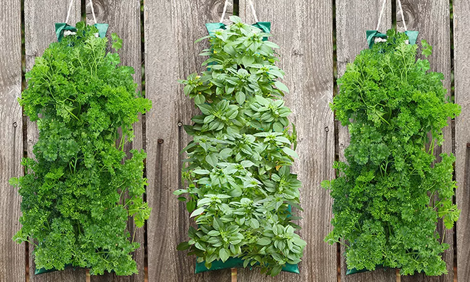 Organic Hanging Patio Herb Garden (Italian Basil, Italian Parsley, Italian Oregano) - Primary Image