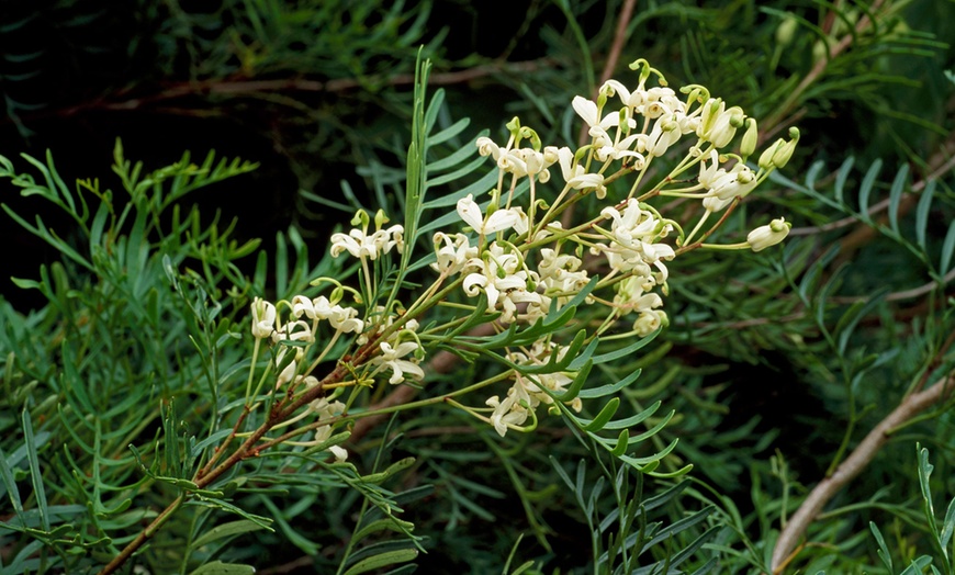 Image 2: Lomatia Plants