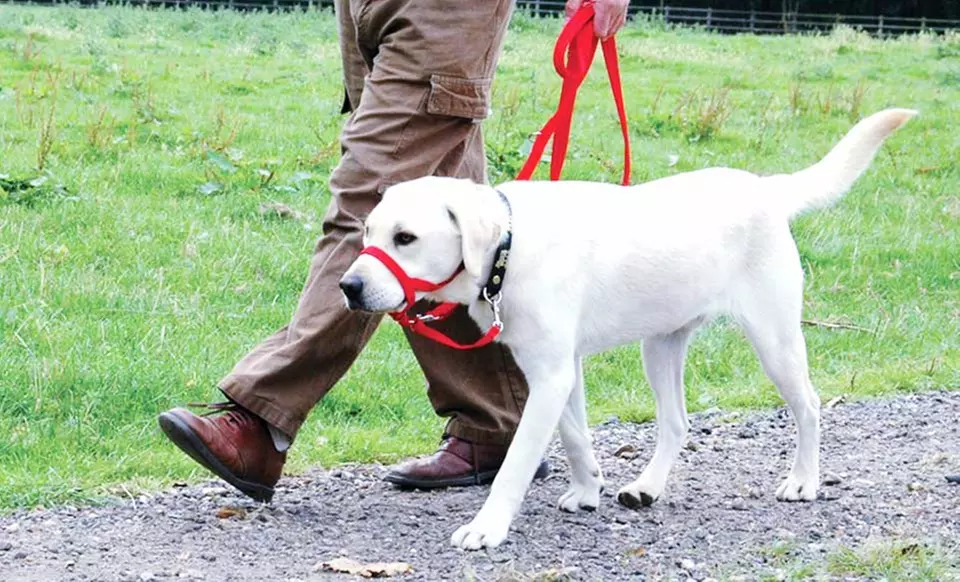 $9.99 for a Holt Head Dog Collar (Up to a $19.99 List Price). Multiple Colors Available. Free Returns. - Second Medium