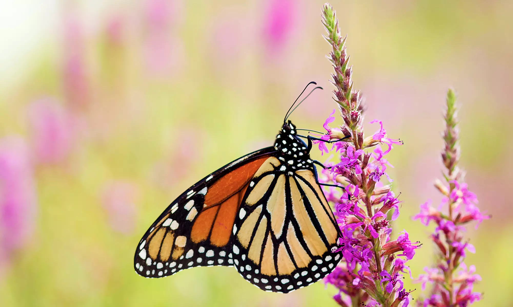 Individual or Family Membership to The Butterfly Estates (50% Off) - Primary Image