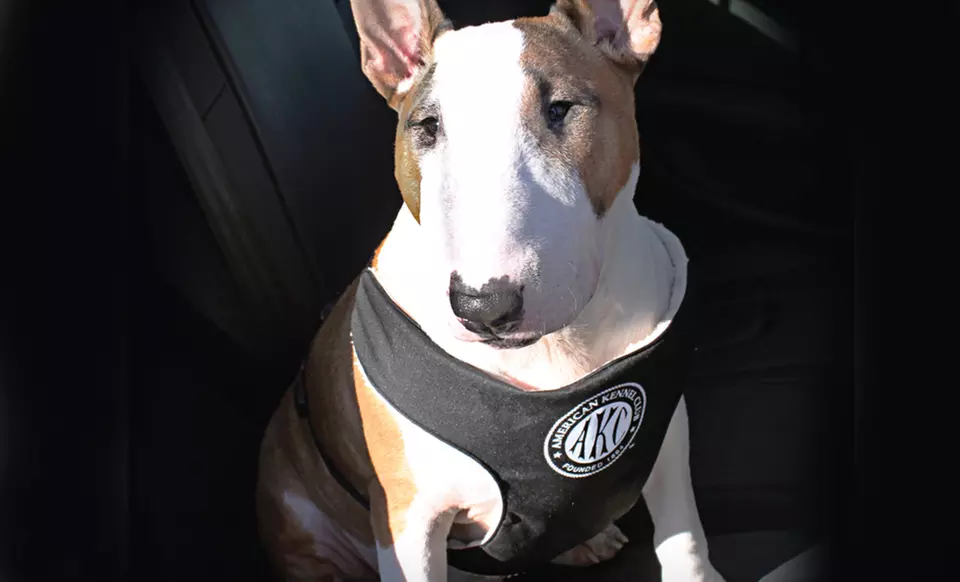 American Kennel Club Car Harness for Dogs - Primary Image