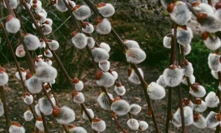 Image 2: Two Kilmarnock Weeping Willows