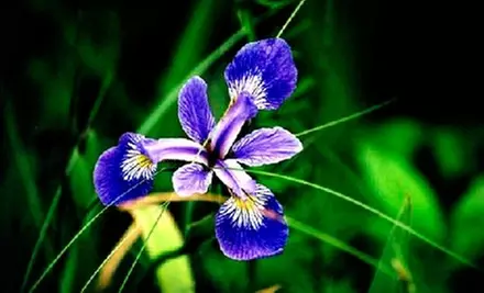 Plants or Landscaping Consultation at Alexander Landscaping & Plant Farm in Davie. Choose from Two Options. - Primary Image