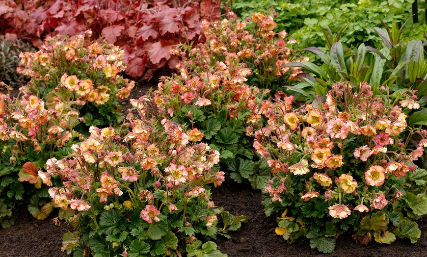 Image 4: Perennial Geum Collection - 3 or 6 Potted Plants
