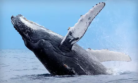 Three-Hour Whale-Watching Tour for One, Two, or Four at Cap'n Fish's Whale Watch in Boothbay Harbor (Up to 56% Off)  - Primary Image