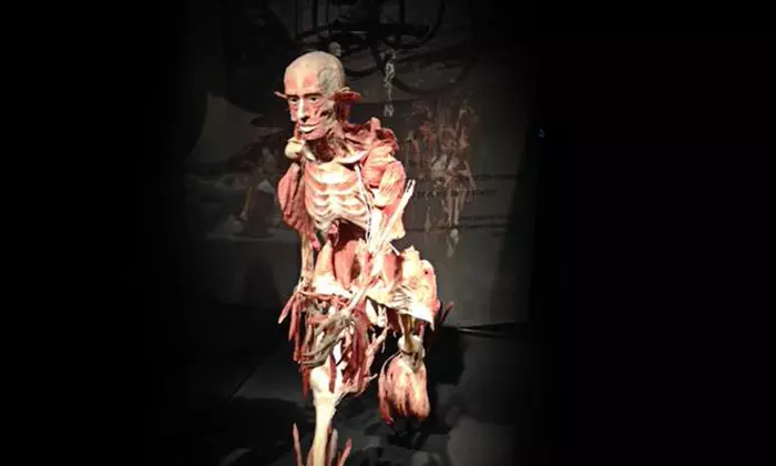 BODY WORLDS & The Cycle of Life Exhibit at the Texas Museum of Science and Technology Ends 11/8 (50% Off) - Second Medium