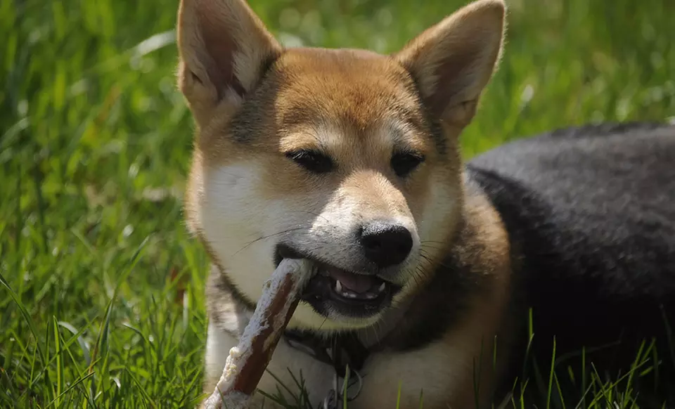 All-Natural Bully Stick Lollipop Dog Treat 10-Pack. Two Sizes Available from $24.99–$37.99. - Second Medium