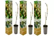 3x oder 6x Kiwi-Pflanze „Jenny" - Second Medium
