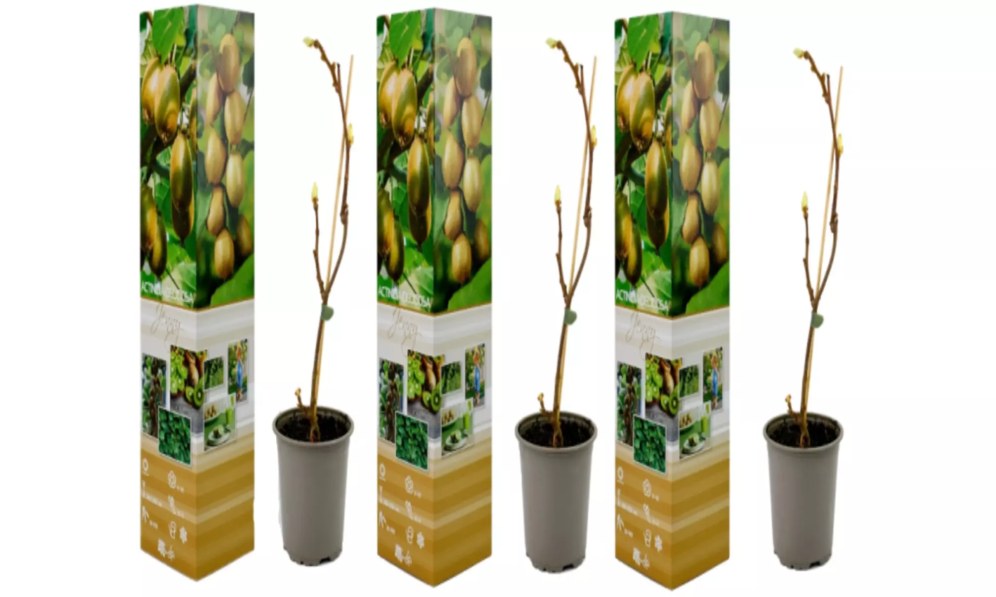 3x oder 6x Kiwi-Pflanze „Jenny"