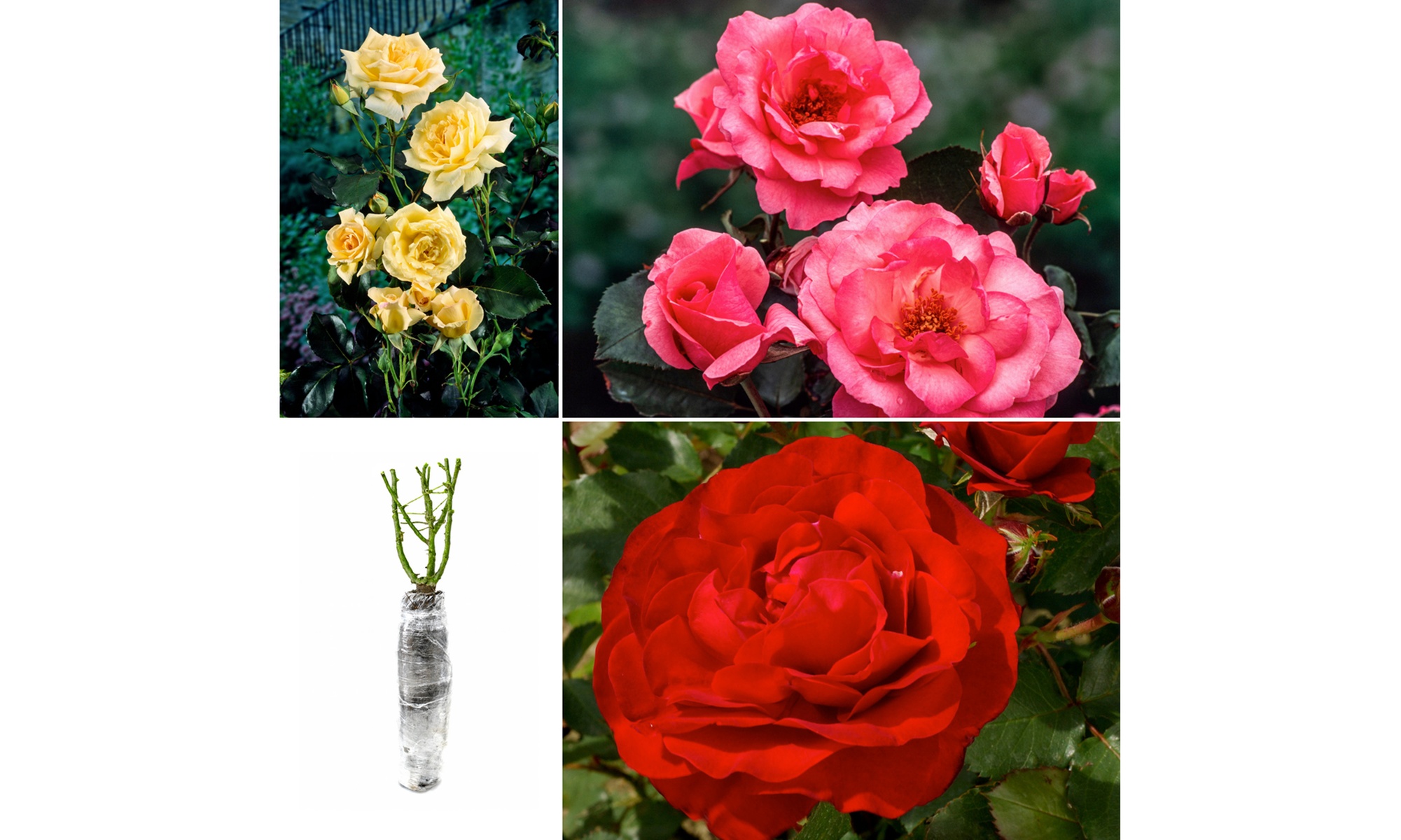Set rose Polyantha
