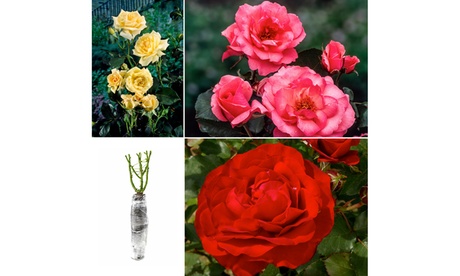 OH2 ,Set da 3 rose Polyantha Garden, Pink