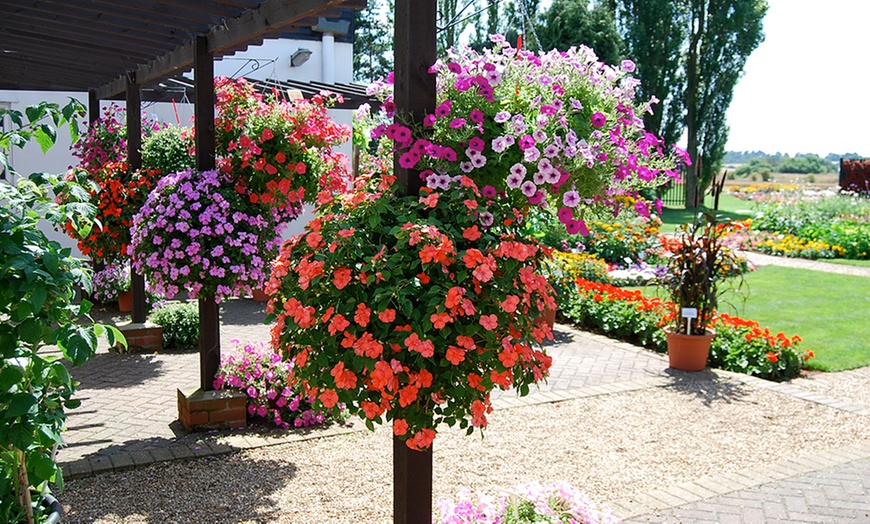 Image 3: 48 Summer Bedding Plants £8.99