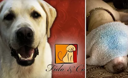 $25 for $60 Worth of a Variety of Dog Services at Fido & Co. - Primary Image