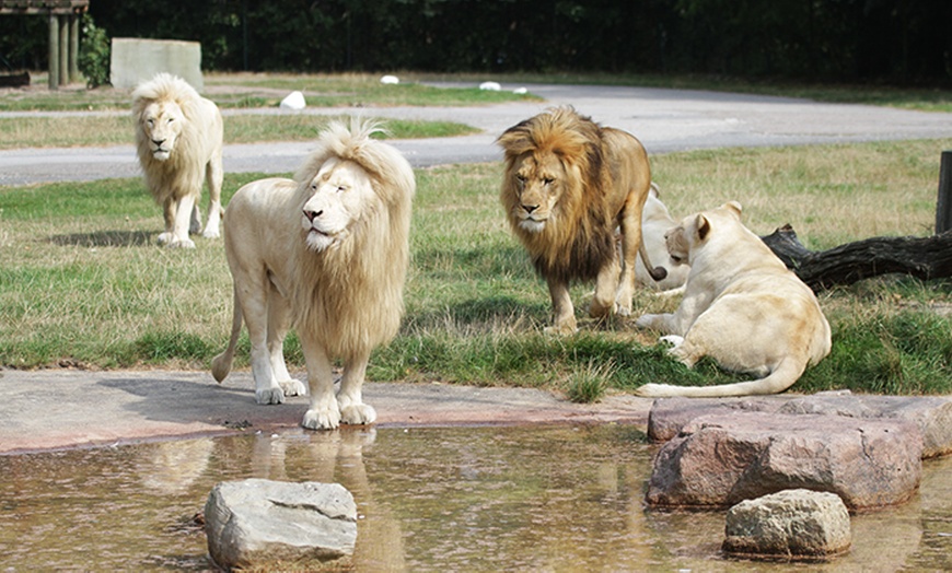 Image 1: 1 Ticket für den Safaripark