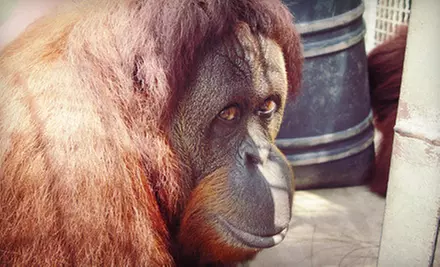 Monkey-Feeding Experience for Four at Suncoast Primate Sanctuary in Palm Harbor (Up to 51% Off) - Second Medium