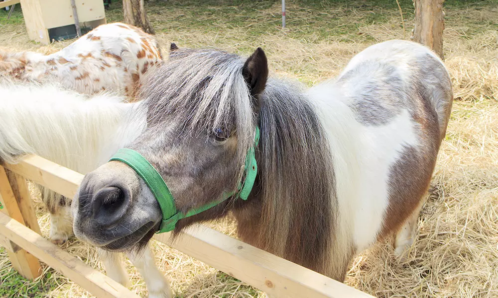 Balade en poney dès 11,90e