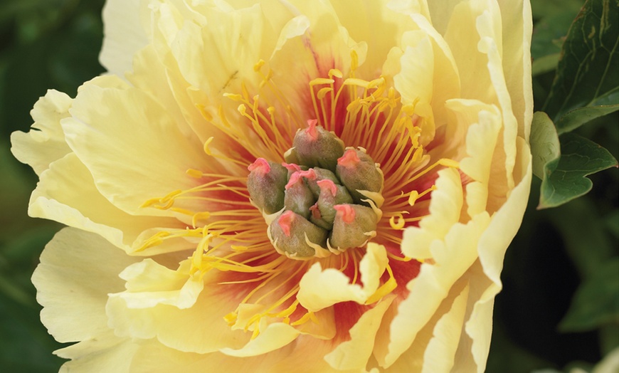 Image 3: Peony Collection Bare Root