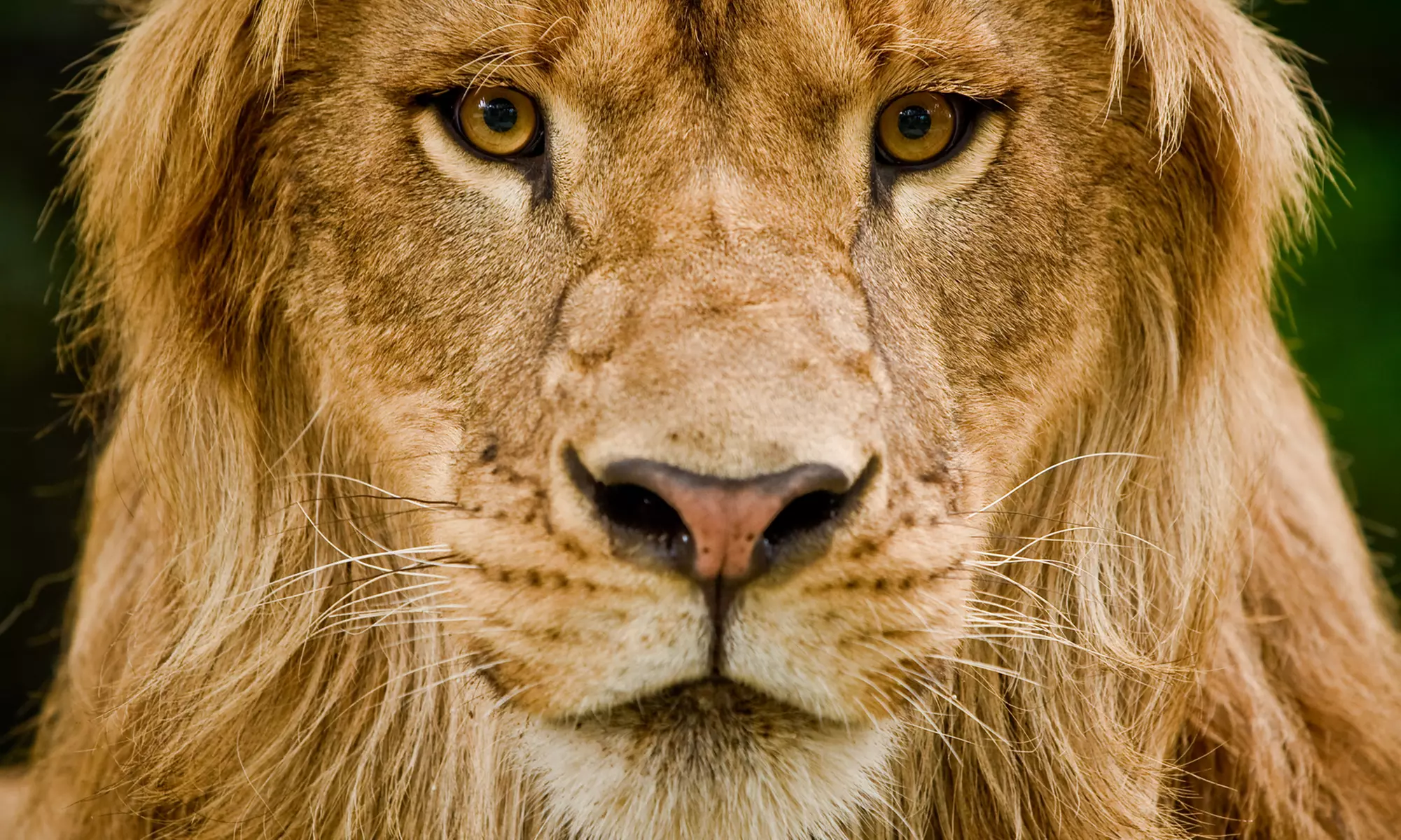 Single-Day Admission for One Person or Family to Bowmanville Zoo (Up to 50% Off) - Second Medium
