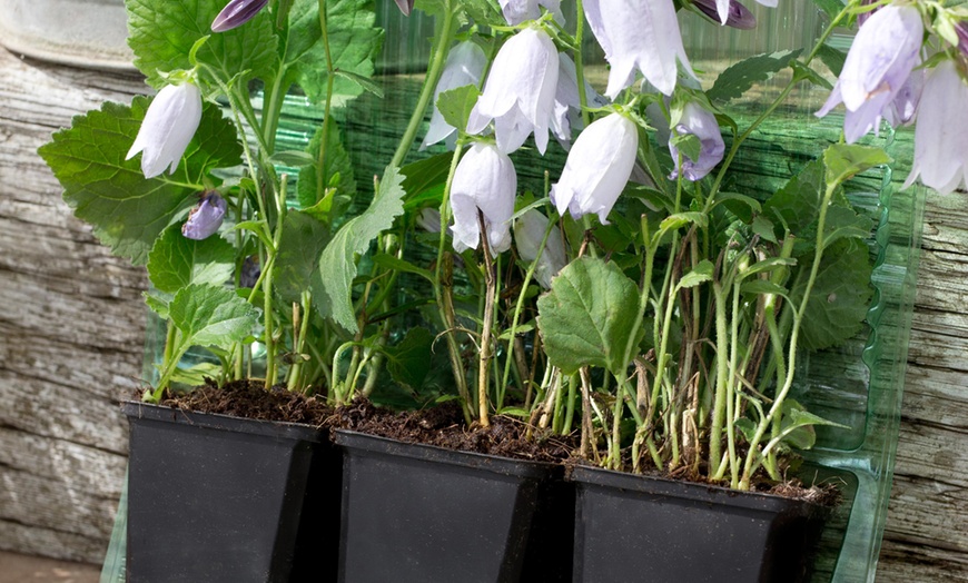 Image 2: Campanula Country Bells