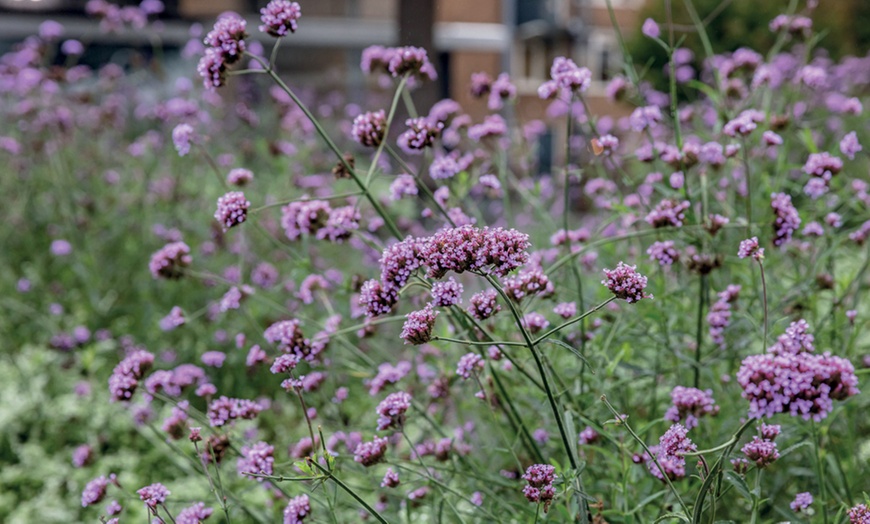 Image 7: 36 Lucky Dip Potted Cottage Garden Perennial Plants