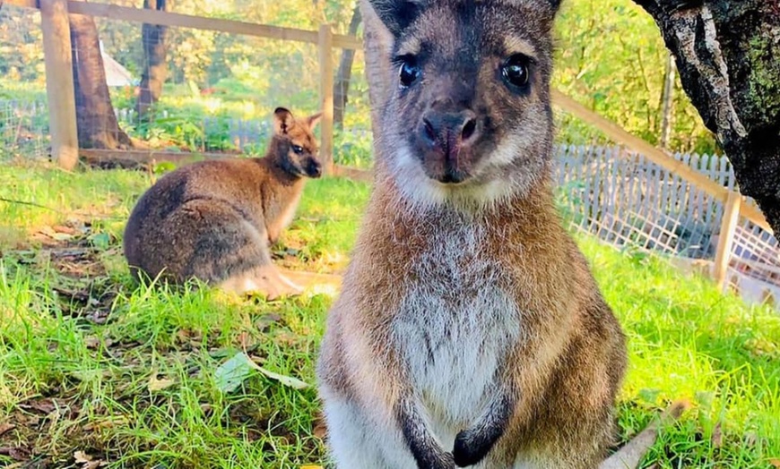 Image 10: Zoo Entry with a drink included