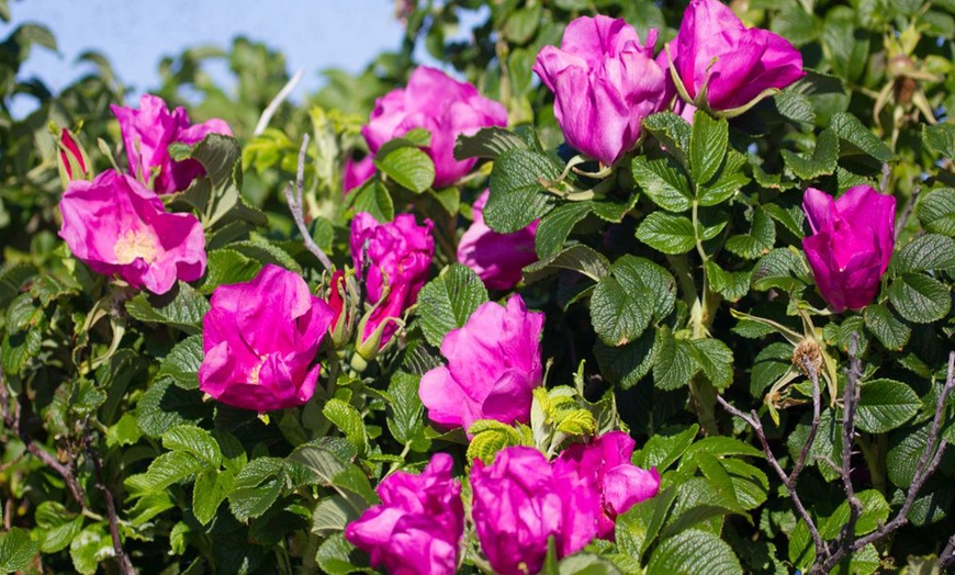 Image 13:  Mixed Hardy Shrub Collection - 8, 16 or 24 Plants