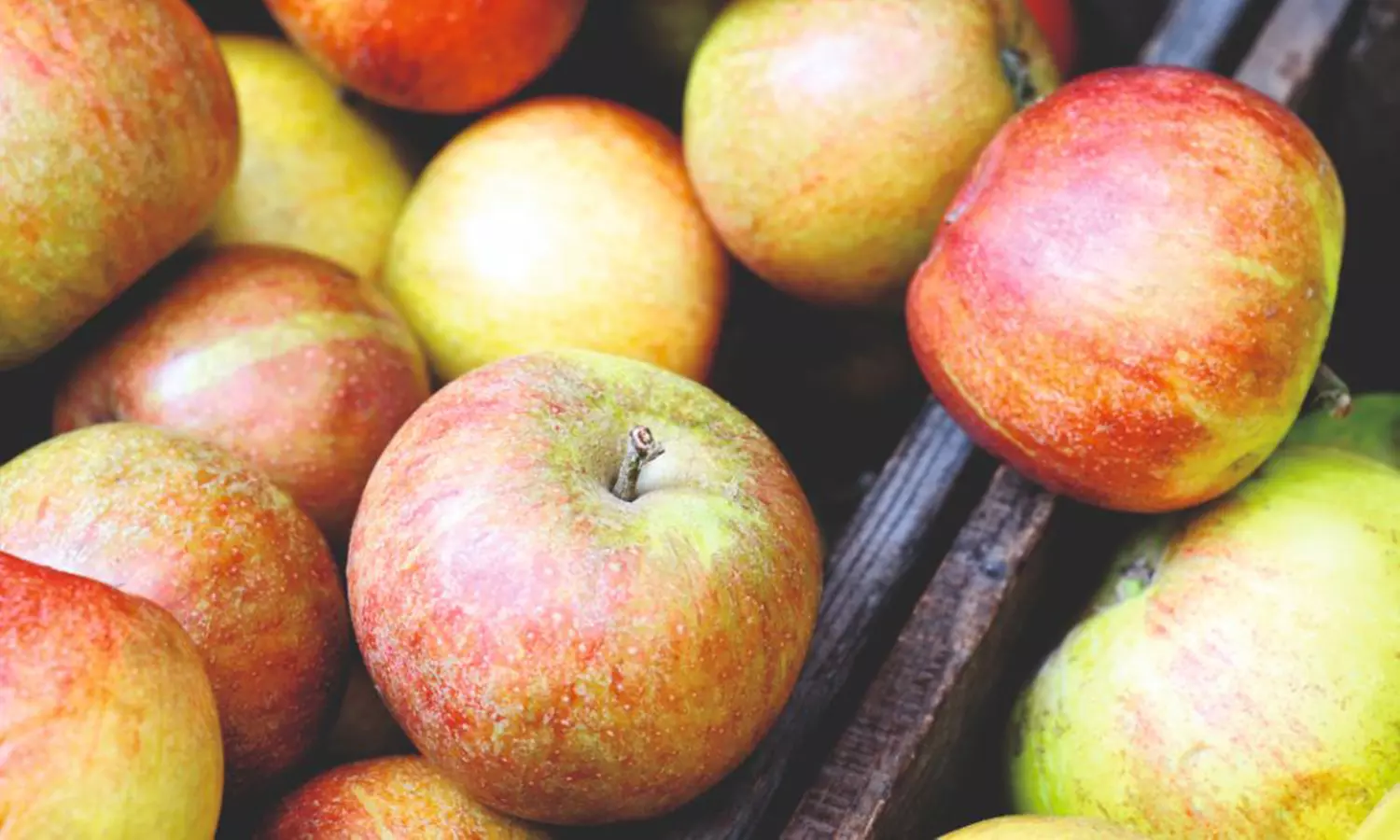 Patio Fruit Trees - Apple, Cherry, Pear, or Plum - Potted Plants