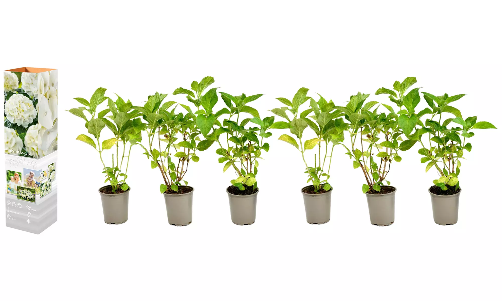 3er- oder 6er-Set Hortensien