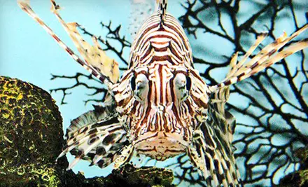 $25 for a One-Year Family Membership to the Aquarium of Niagara in Niagara Falls ($50 Value)  - Primary Image