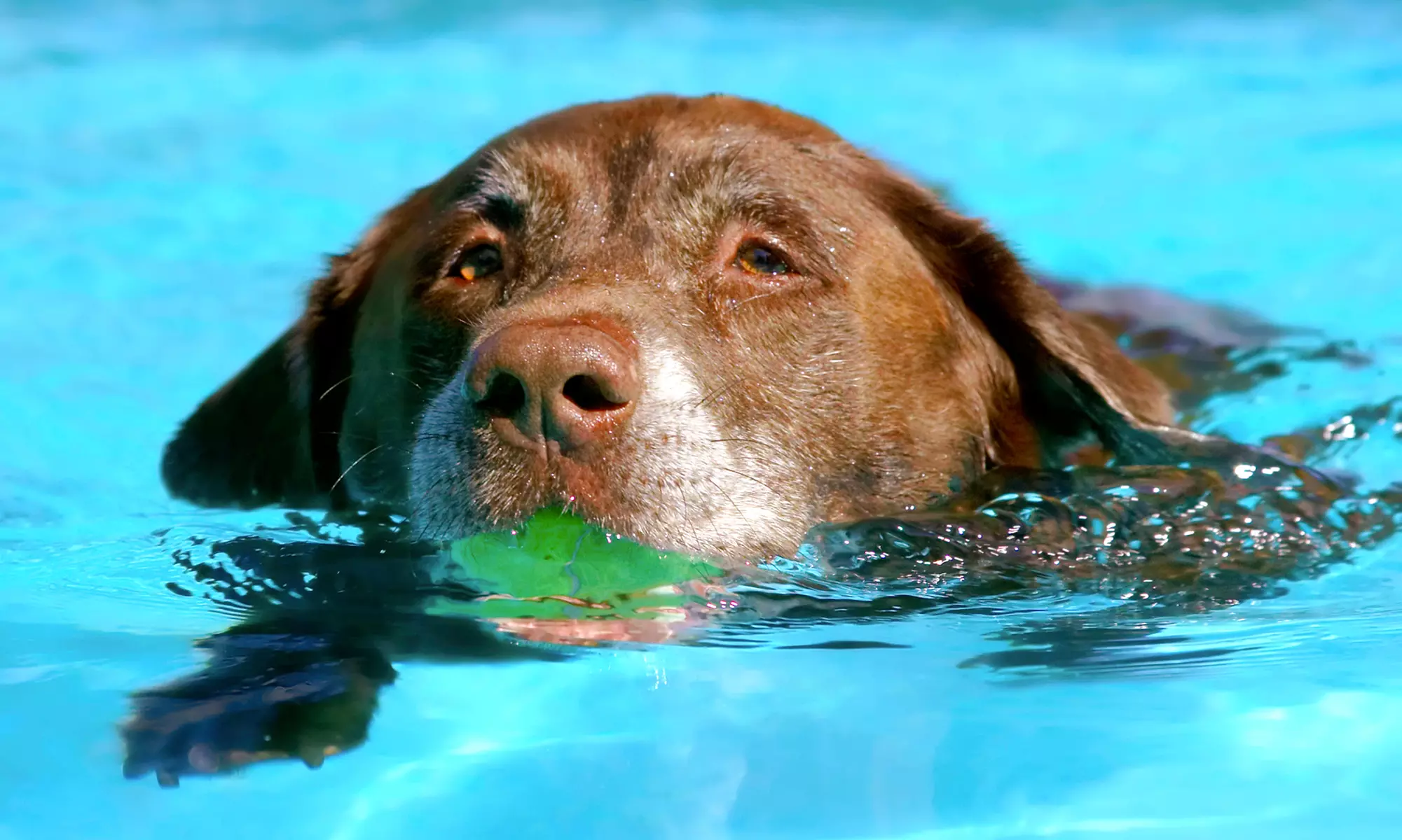Introductory Swim Package, Group Obedience Classes, Grooming, or Dog Daycare at The Pawsh Dog (Up to 48% Off) - Primary Image
