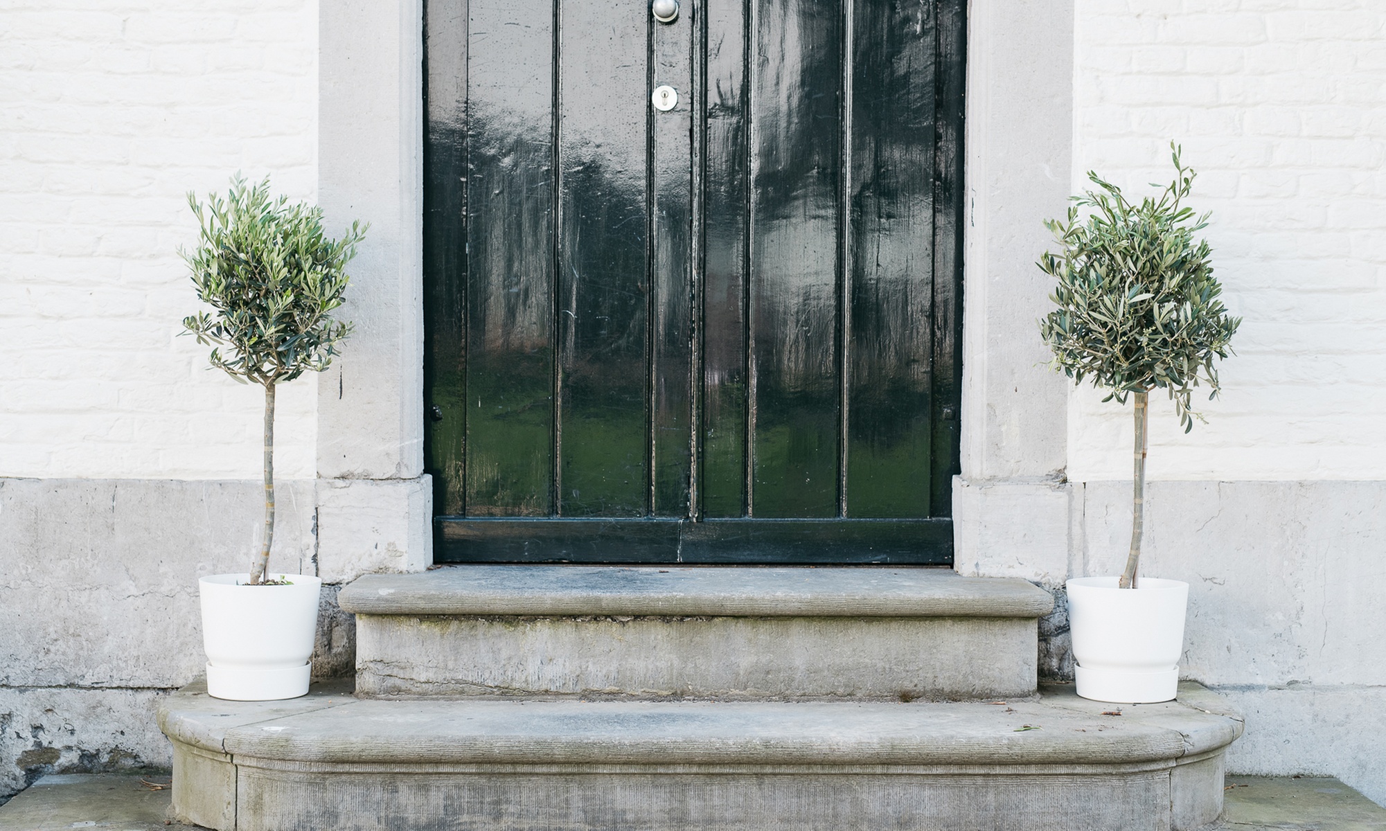 Plantas y árboles de olivo