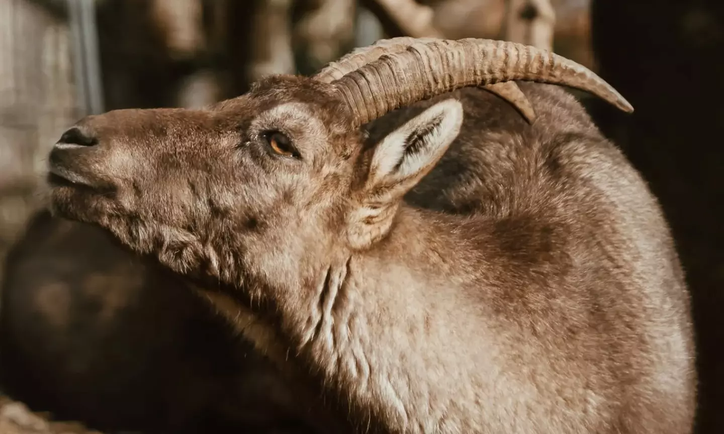 Entrée pour le Parc’Ours : balade nature et animaux des Pyrénées