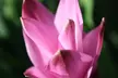 1x, 2x oder 4x Indische Safranwurz (Curcuma) „Al Siam Splash“, inkl. Versand - Second Medium