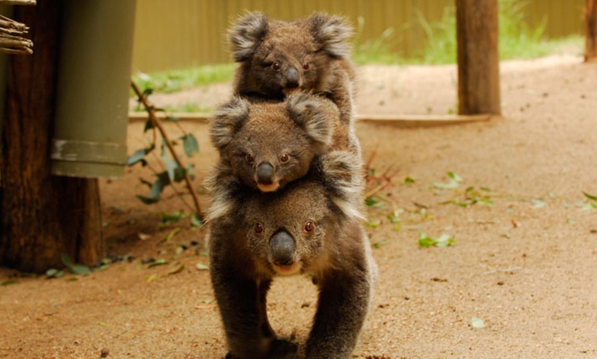 Image 18: Ballarat Wildlife Park Pass