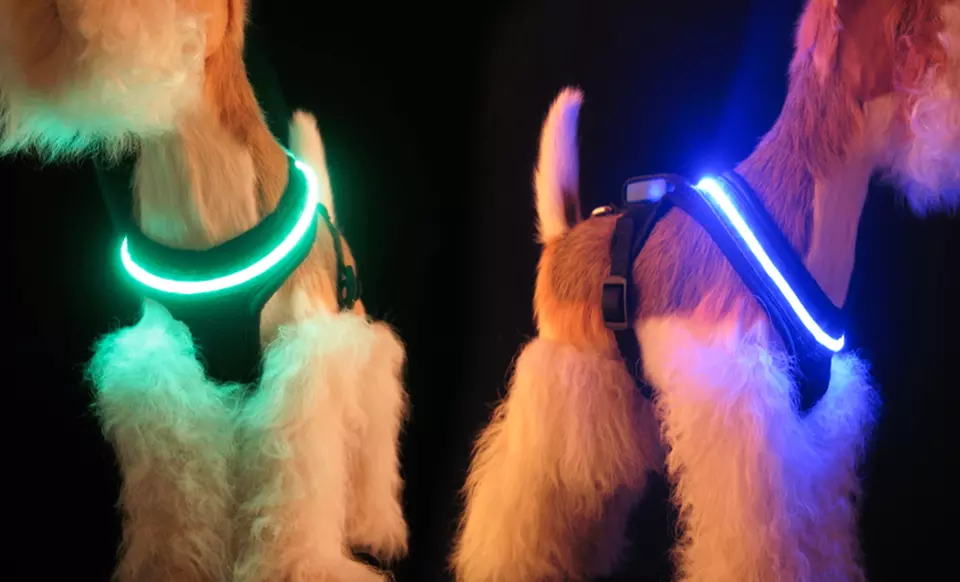 Mhu Ghu LED Air-Mesh Dog Leash or Harness (Up to 73% Off). Multiple Colors and Sizes Available. Free Returns. - Primary Image